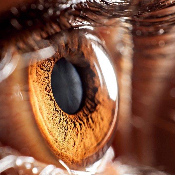 Cornea thumbnail